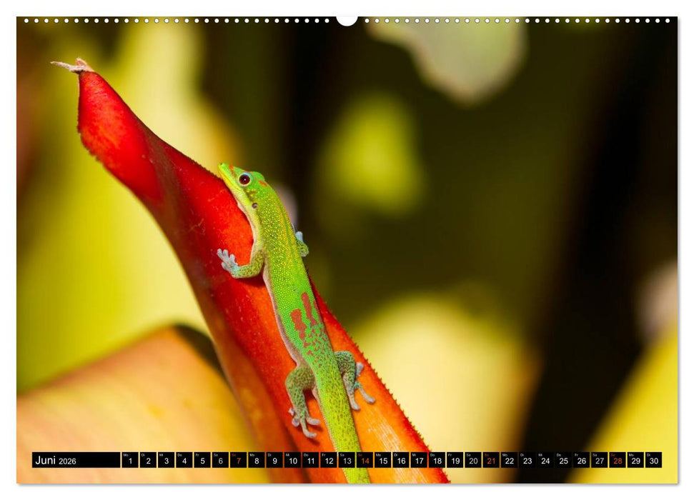 Hawai'i - Teil 1 (CALVENDO Wandkalender 2026)