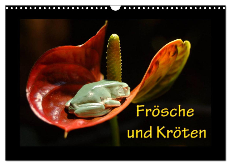 Frösche und Kröten (CALVENDO Wandkalender 2026)