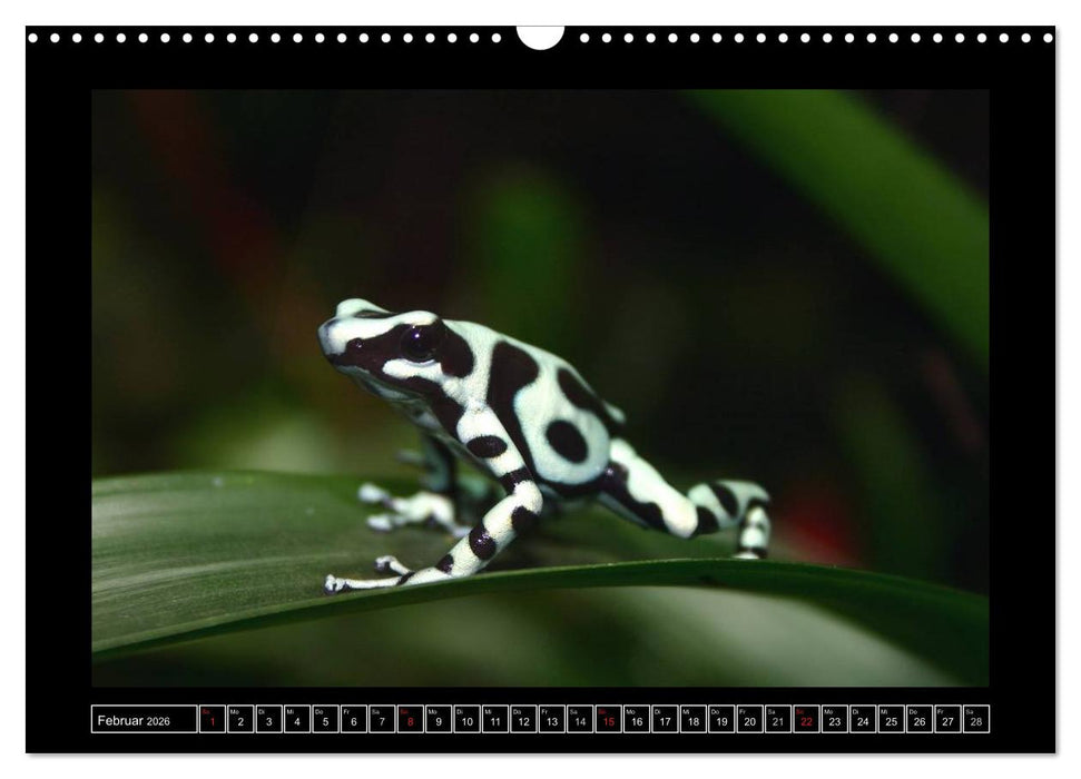 Frösche und Kröten (CALVENDO Wandkalender 2026)