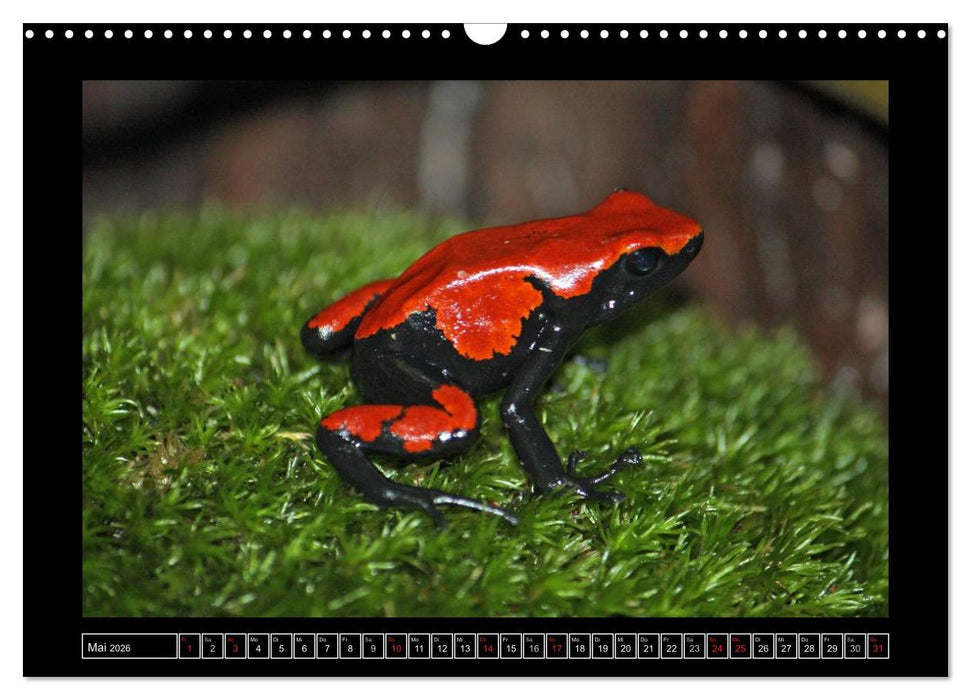 Frösche und Kröten (CALVENDO Wandkalender 2026)