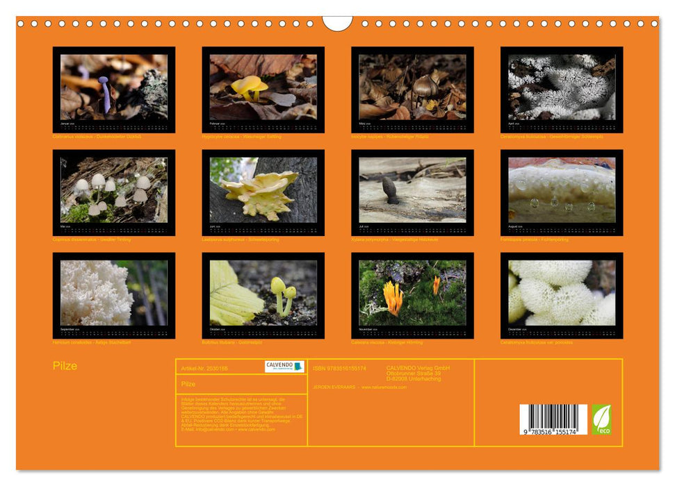Pilze (CALVENDO Wandkalender 2026)