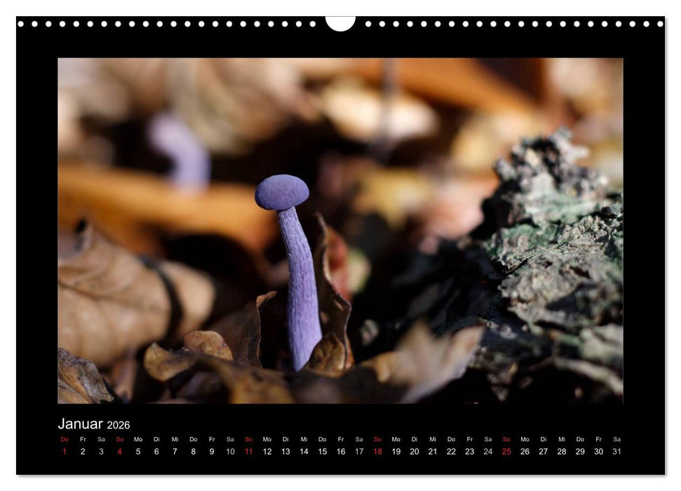 Pilze (CALVENDO Wandkalender 2026)