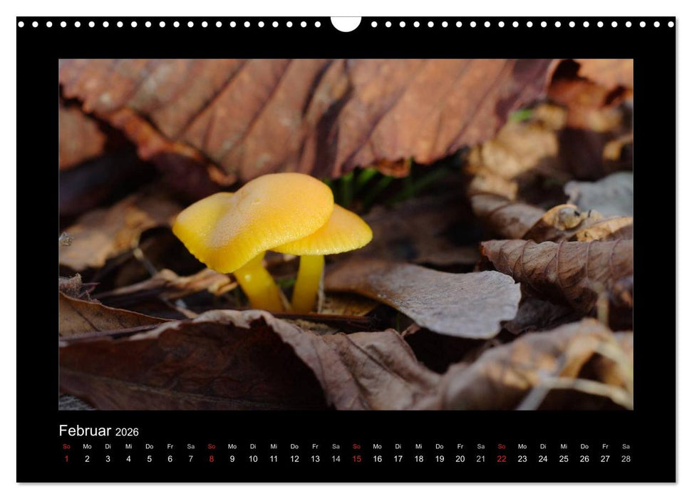 Pilze (CALVENDO Wandkalender 2026)