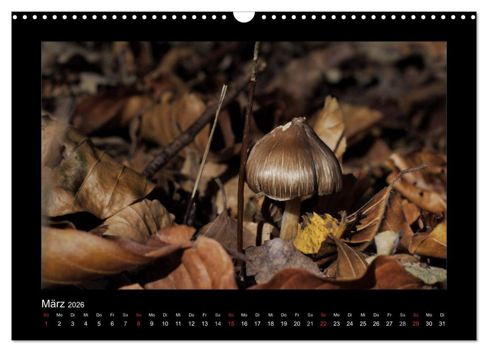 Pilze (CALVENDO Wandkalender 2026)