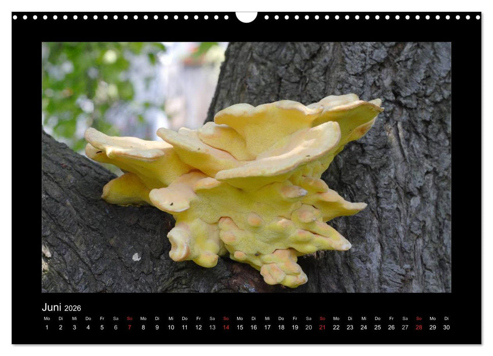 Pilze (CALVENDO Wandkalender 2026)