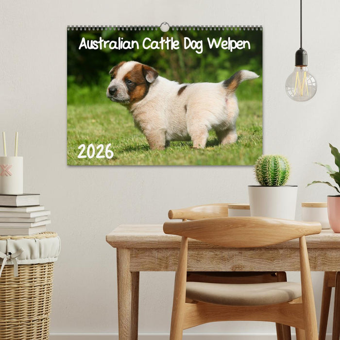 Australian Cattle Dog Welpen (CALVENDO Wandkalender 2026)