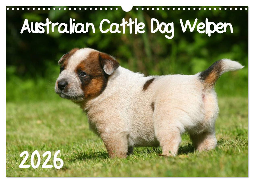 Australian Cattle Dog Welpen (CALVENDO Wandkalender 2026)