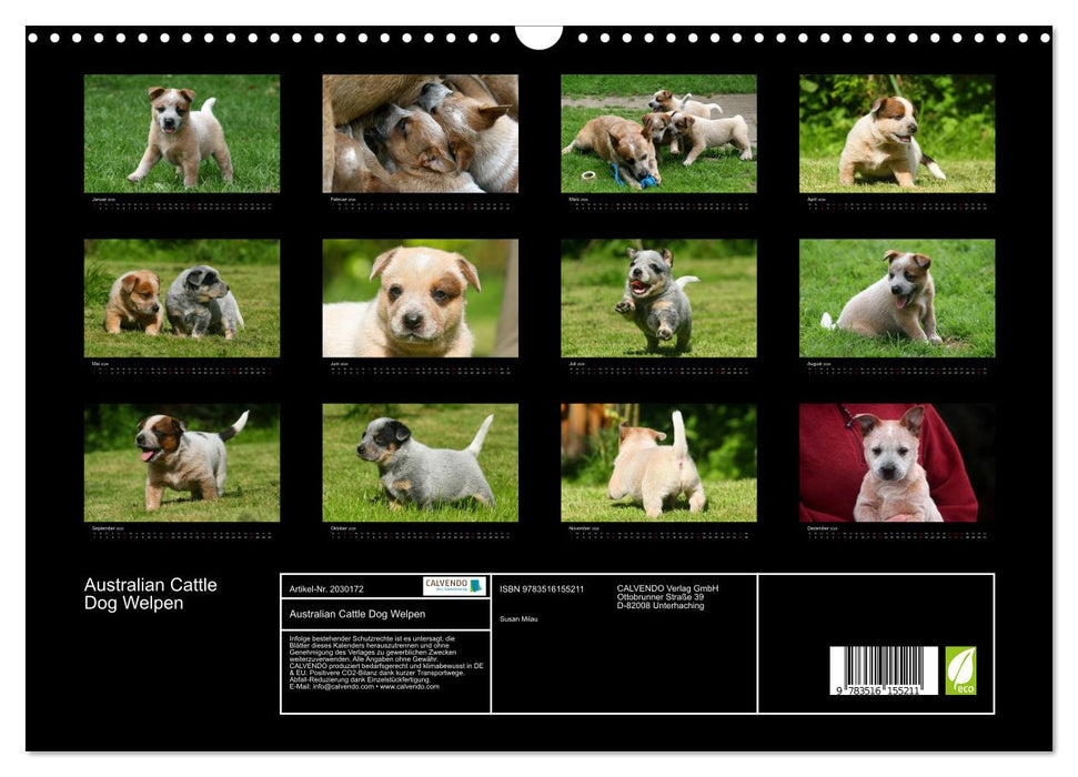 Australian Cattle Dog Welpen (CALVENDO Wandkalender 2026)