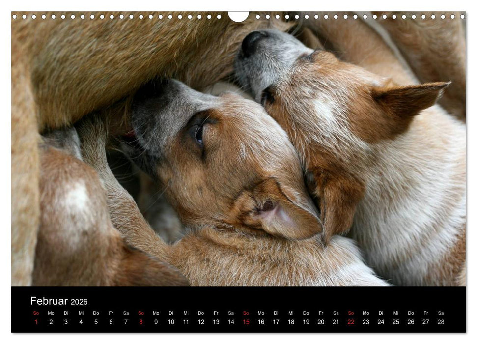 Australian Cattle Dog Welpen (CALVENDO Wandkalender 2026)