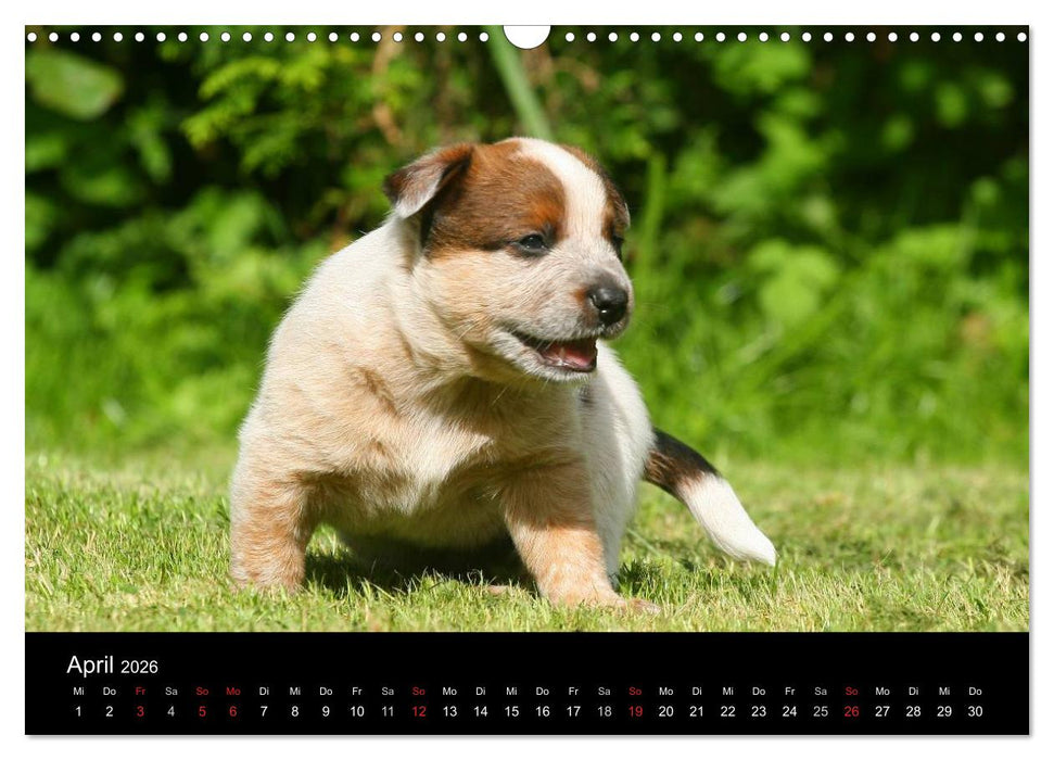 Australian Cattle Dog Welpen (CALVENDO Wandkalender 2026)