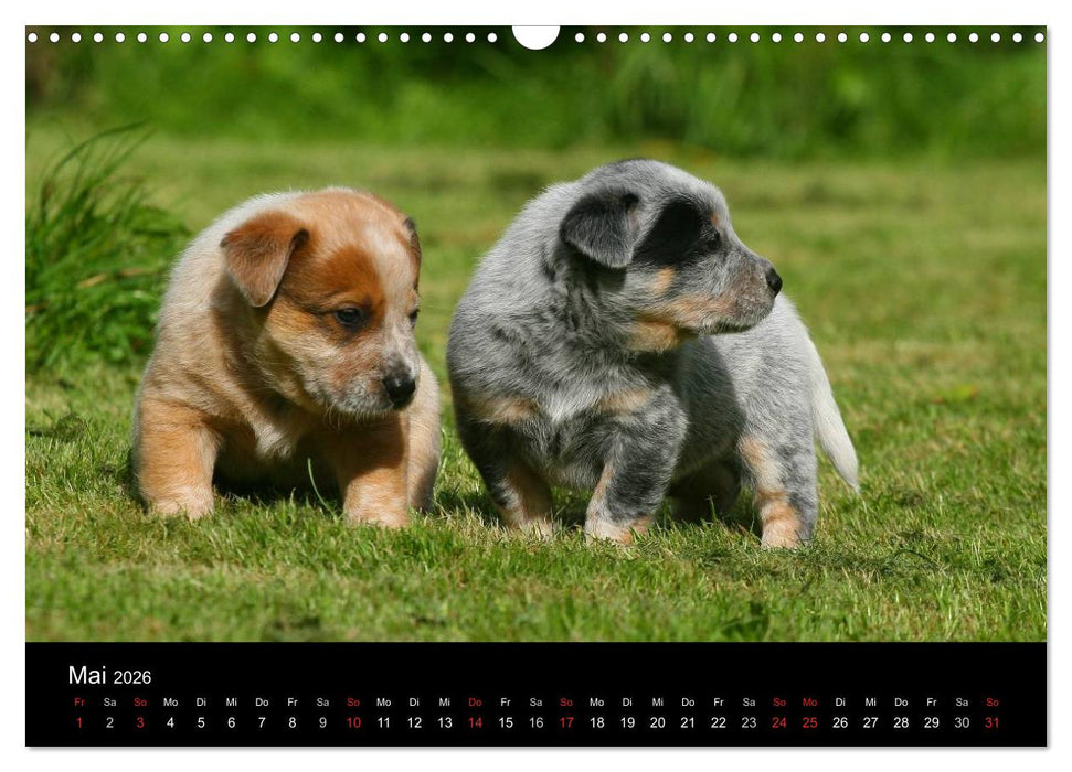 Australian Cattle Dog Welpen (CALVENDO Wandkalender 2026)