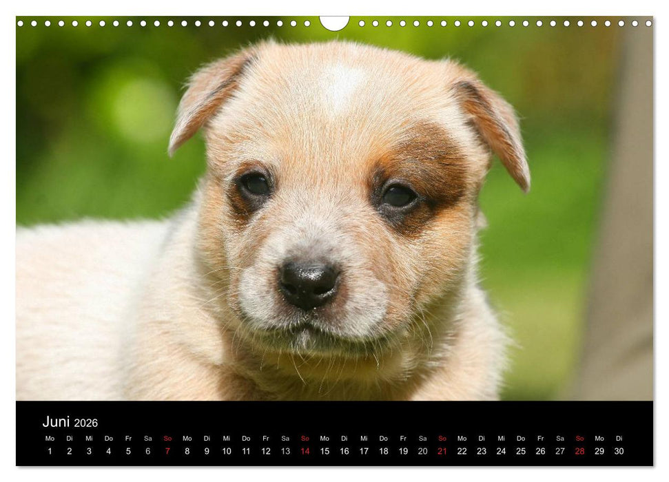 Australian Cattle Dog Welpen (CALVENDO Wandkalender 2026)