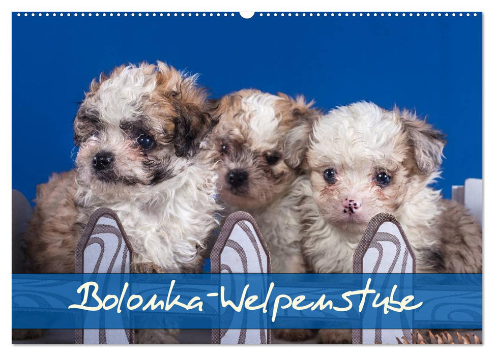 Bolonka Welpenstube (CALVENDO Wandkalender 2026)
