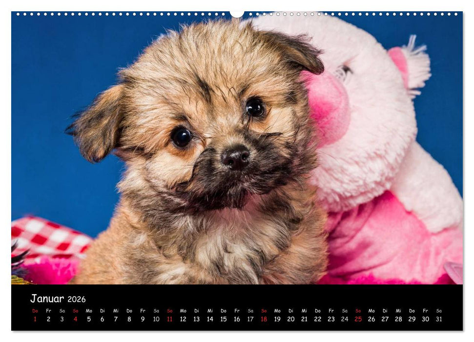 Bolonka Welpenstube (CALVENDO Wandkalender 2026)