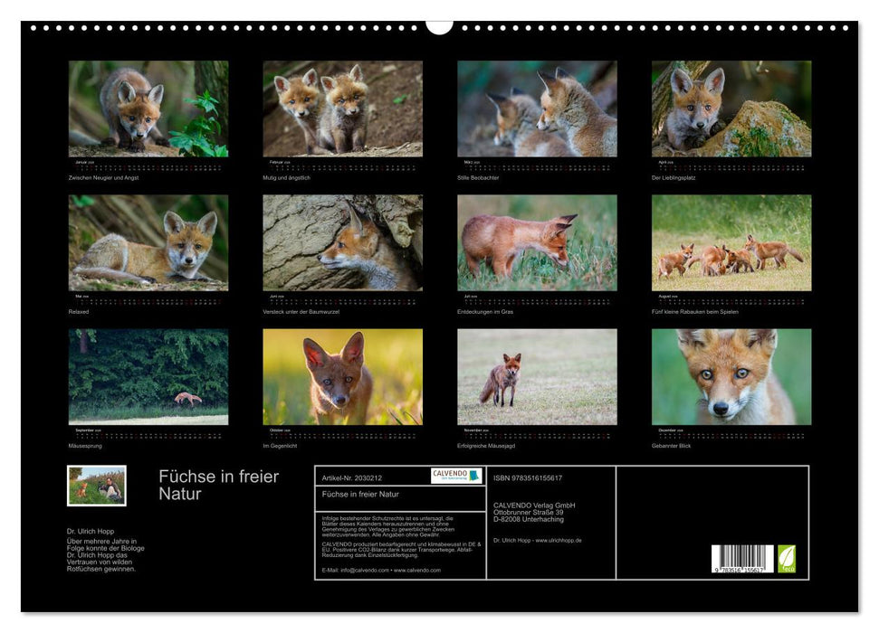 Füchse in freier Natur (CALVENDO Wandkalender 2026)
