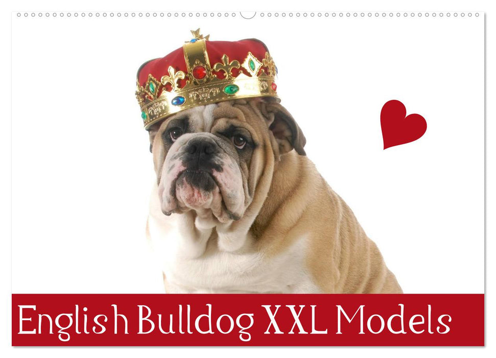 English Bulldog XXL Models (CALVENDO Wandkalender 2026)