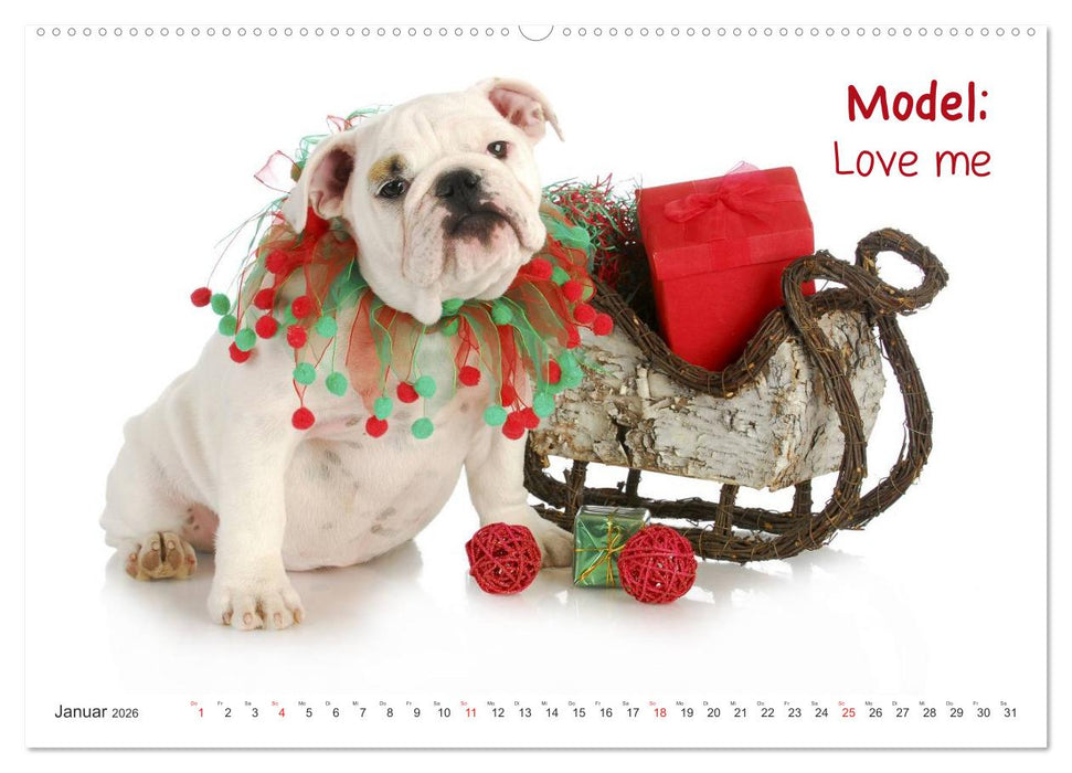 English Bulldog XXL Models (CALVENDO Wandkalender 2026)