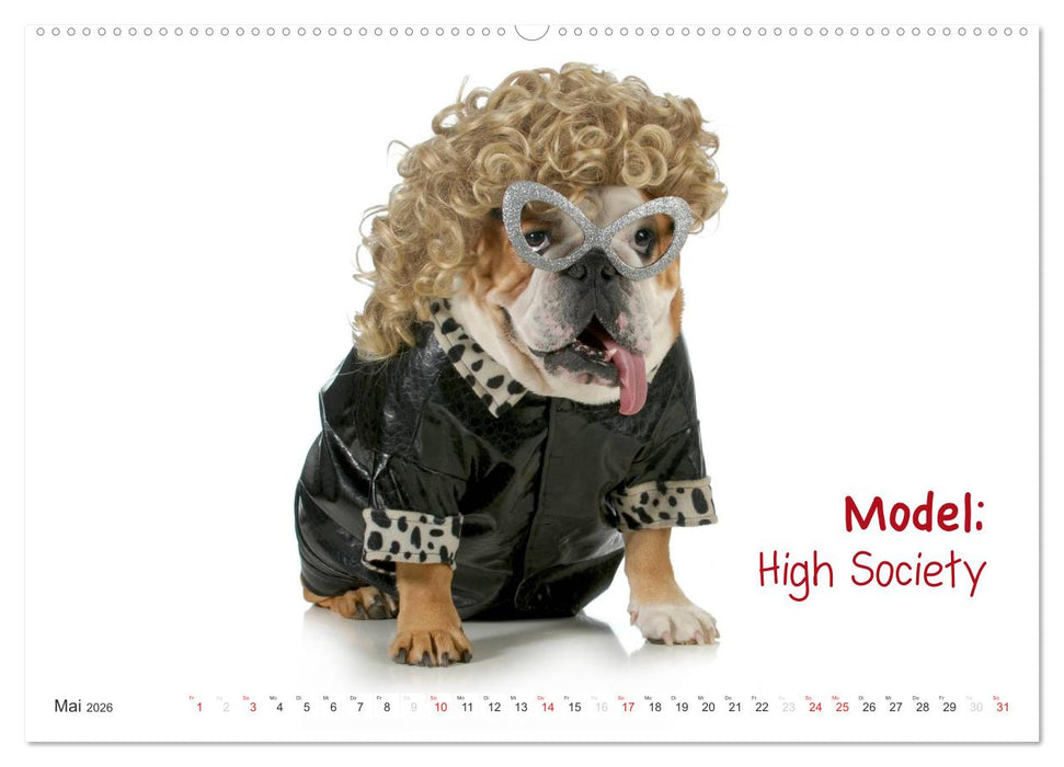 English Bulldog XXL Models (CALVENDO Wandkalender 2026)