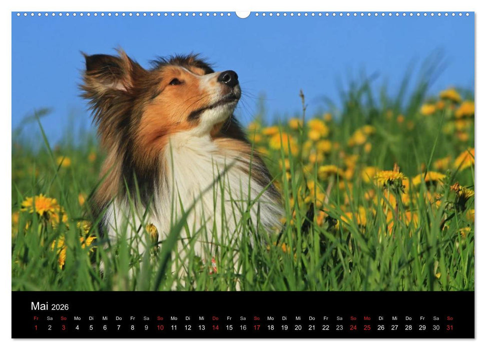 Shelties 2026 (CALVENDO Premium Wandkalender 2026)