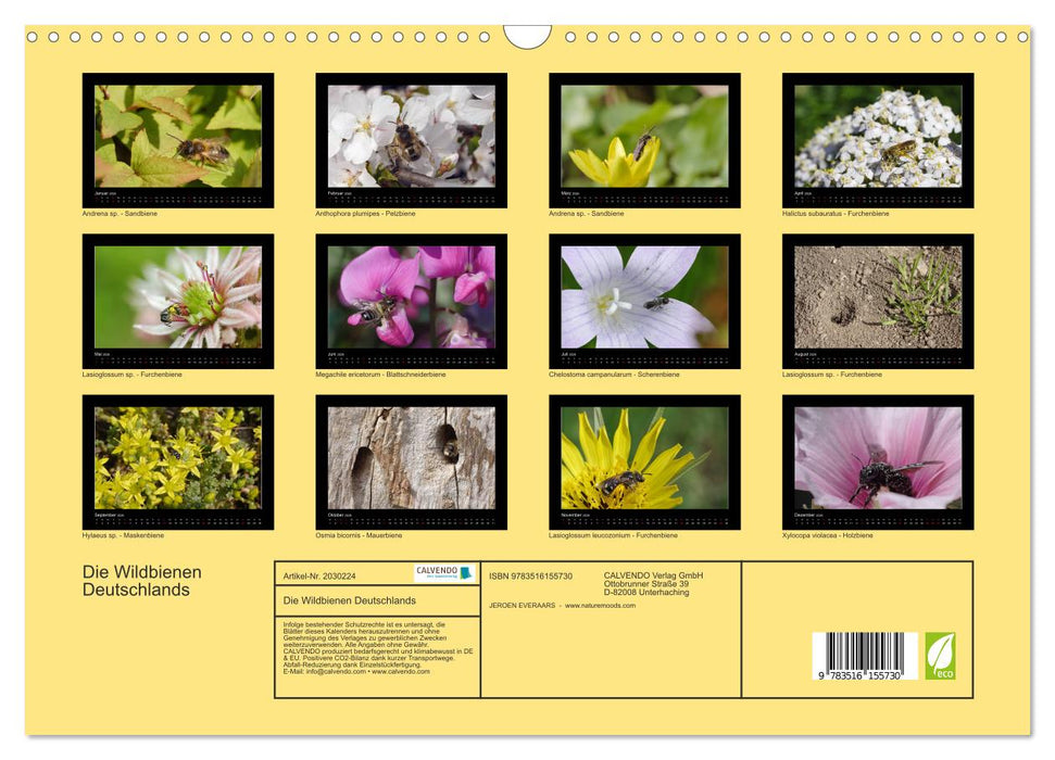 Die Wildbienen Deutschlands (CALVENDO Wandkalender 2026)