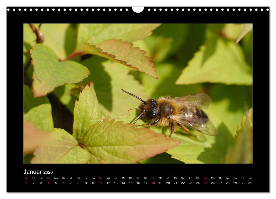 Die Wildbienen Deutschlands (CALVENDO Wandkalender 2026)