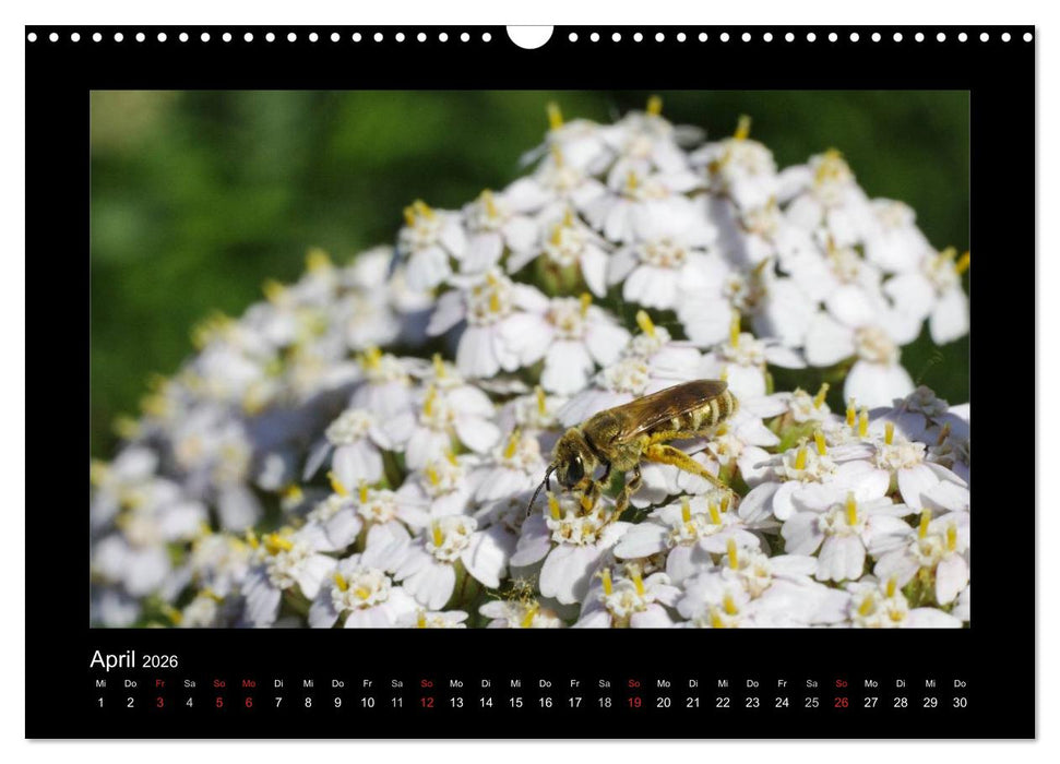 Die Wildbienen Deutschlands (CALVENDO Wandkalender 2026)