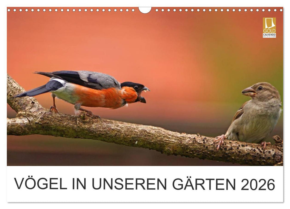 Vögel in unseren Gärten 2026 (CALVENDO Wandkalender 2026)