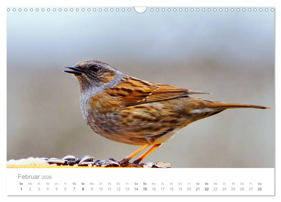 Vögel in unseren Gärten 2026 (CALVENDO Wandkalender 2026)