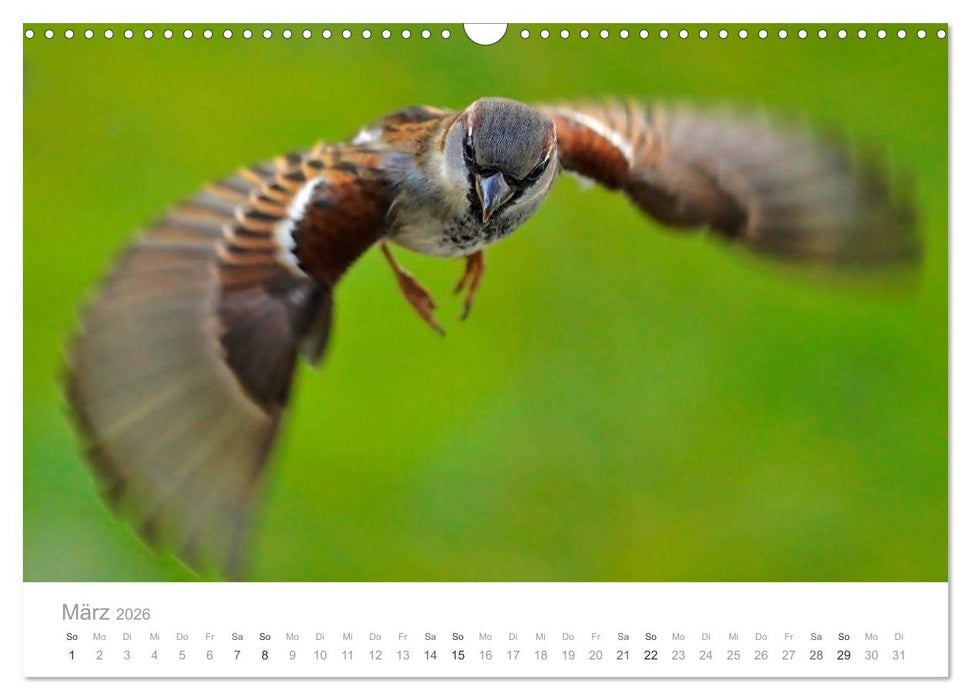 Vögel in unseren Gärten 2026 (CALVENDO Wandkalender 2026)