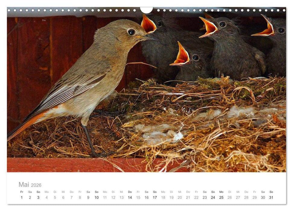 Vögel in unseren Gärten 2026 (CALVENDO Wandkalender 2026)
