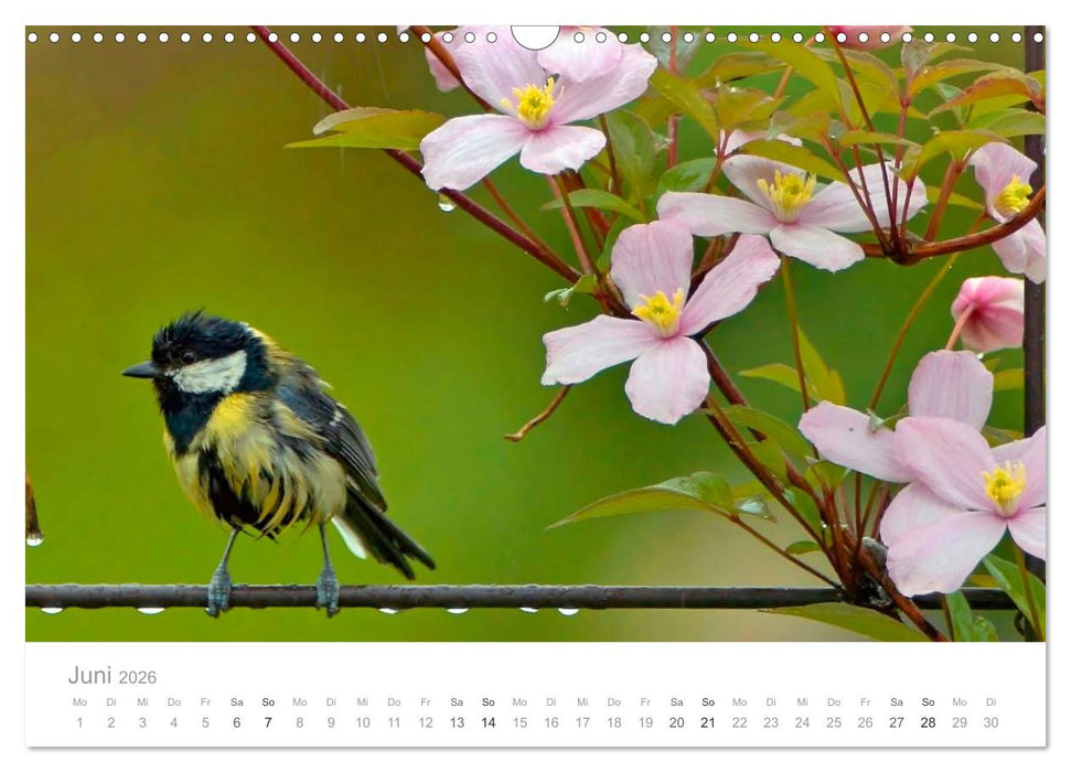 Vögel in unseren Gärten 2026 (CALVENDO Wandkalender 2026)