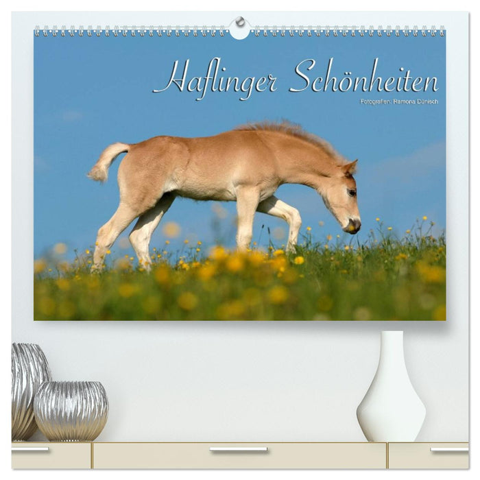 Haflinger Schönheiten (CALVENDO Premium Wandkalender 2026)