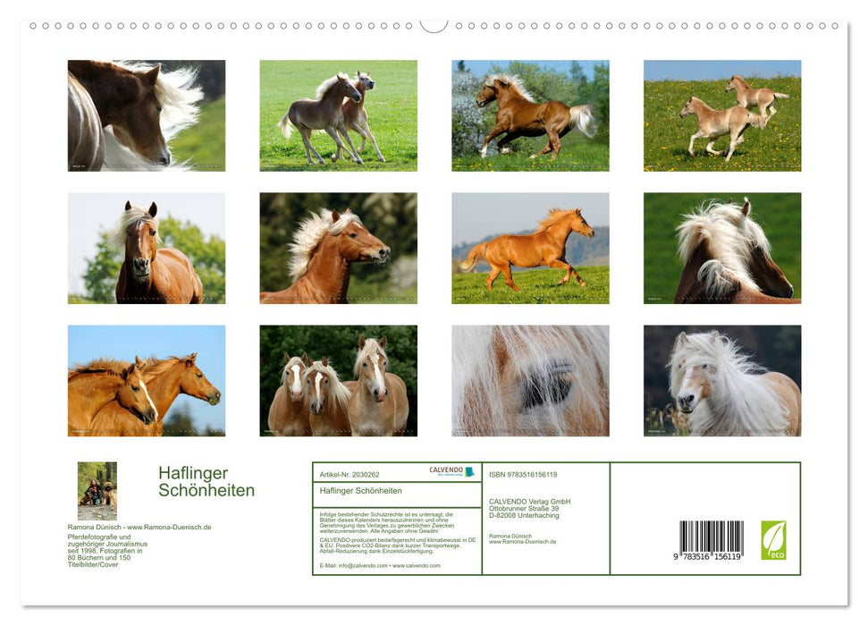 Haflinger Schönheiten (CALVENDO Premium Wandkalender 2026)