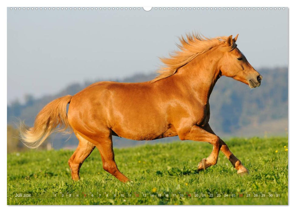 Haflinger Schönheiten (CALVENDO Premium Wandkalender 2026)