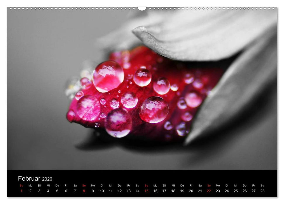 schwarz/weiß trifft farbe (CALVENDO Premium Wandkalender 2026)