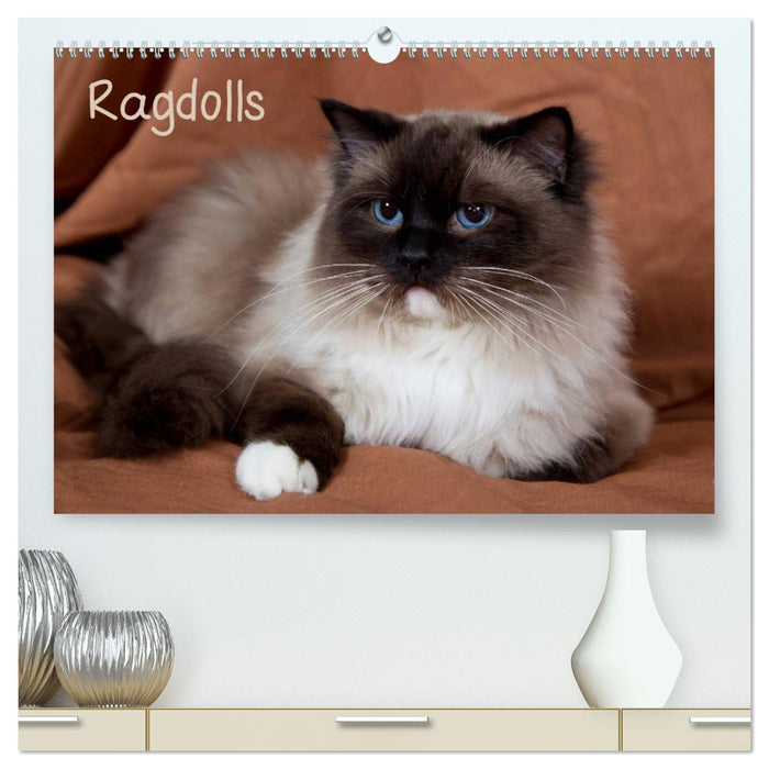 Ragdolls (CALVENDO Premium Wandkalender 2026)