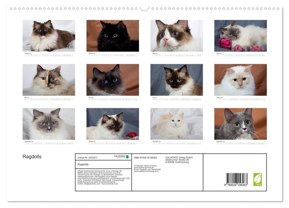 Ragdolls (CALVENDO Premium Wandkalender 2026)
