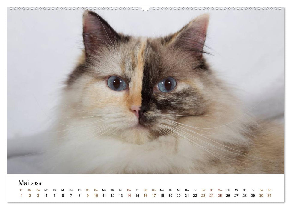 Ragdolls (CALVENDO Premium Wandkalender 2026)