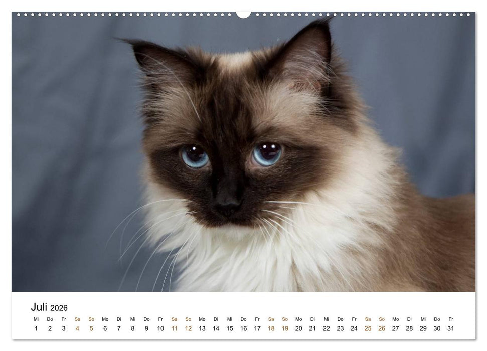 Ragdolls (CALVENDO Premium Wandkalender 2026)