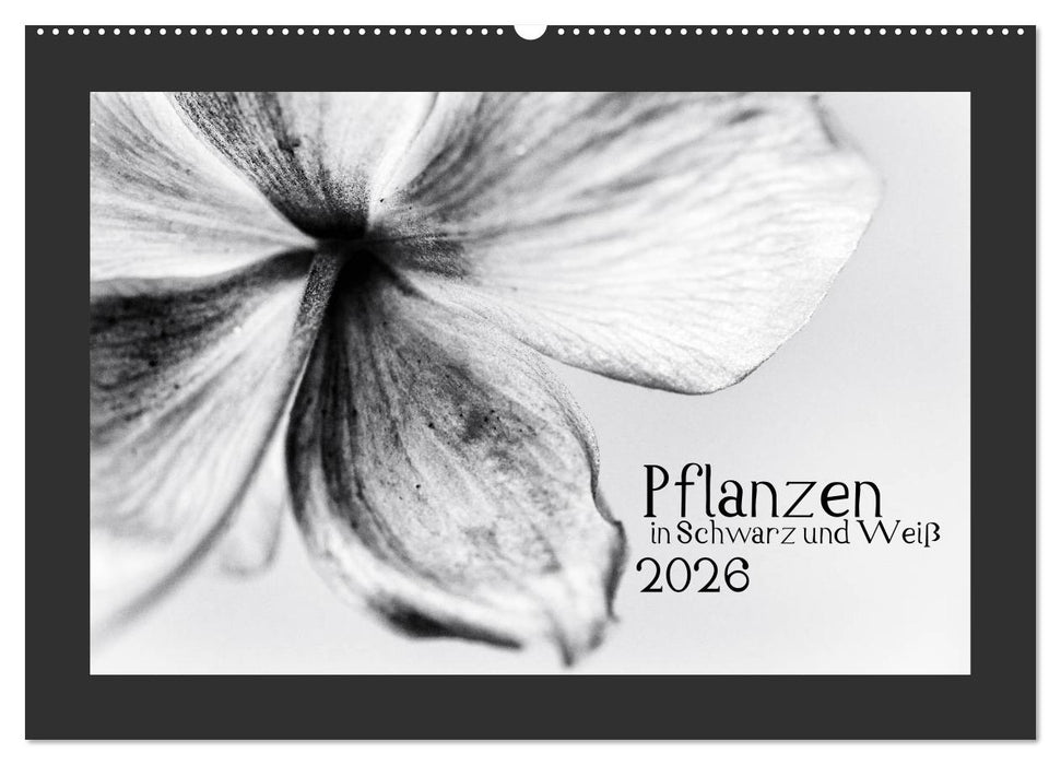 Pflanzen in Schwarz und Weiß (CALVENDO Wandkalender 2026)