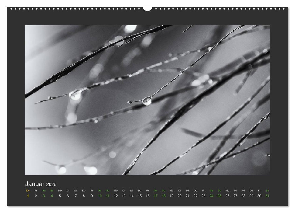 Pflanzen in Schwarz und Weiß (CALVENDO Wandkalender 2026)