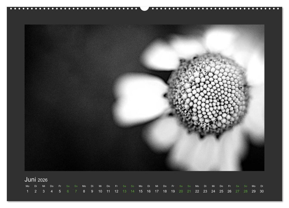 Pflanzen in Schwarz und Weiß (CALVENDO Wandkalender 2026)