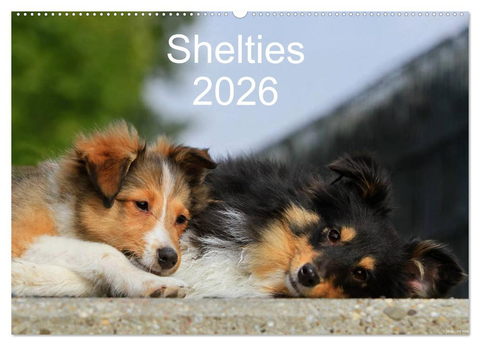 Shelties 2026 (CALVENDO Wandkalender 2026)