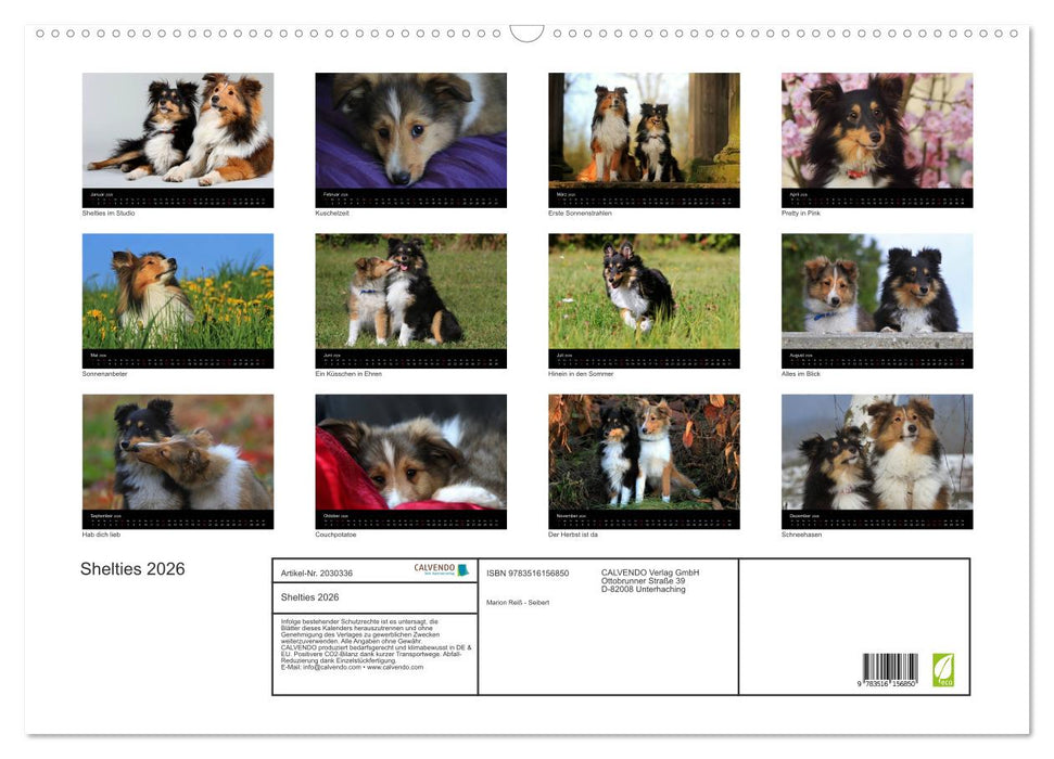 Shelties 2026 (CALVENDO Wandkalender 2026)