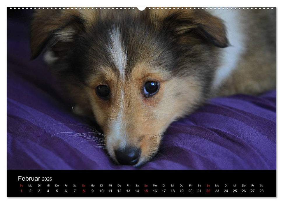 Shelties 2026 (CALVENDO Wandkalender 2026)