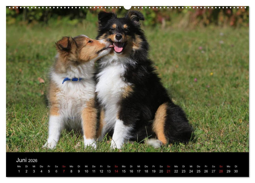 Shelties 2026 (CALVENDO Wandkalender 2026)