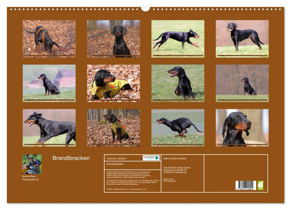 Brandlbracken (CALVENDO Wandkalender 2026)