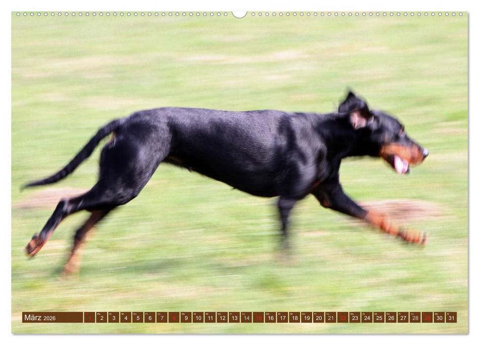 Brandlbracken (CALVENDO Wandkalender 2026)