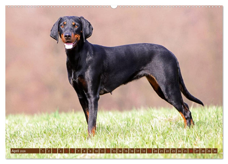 Brandlbracken (CALVENDO Wandkalender 2026)