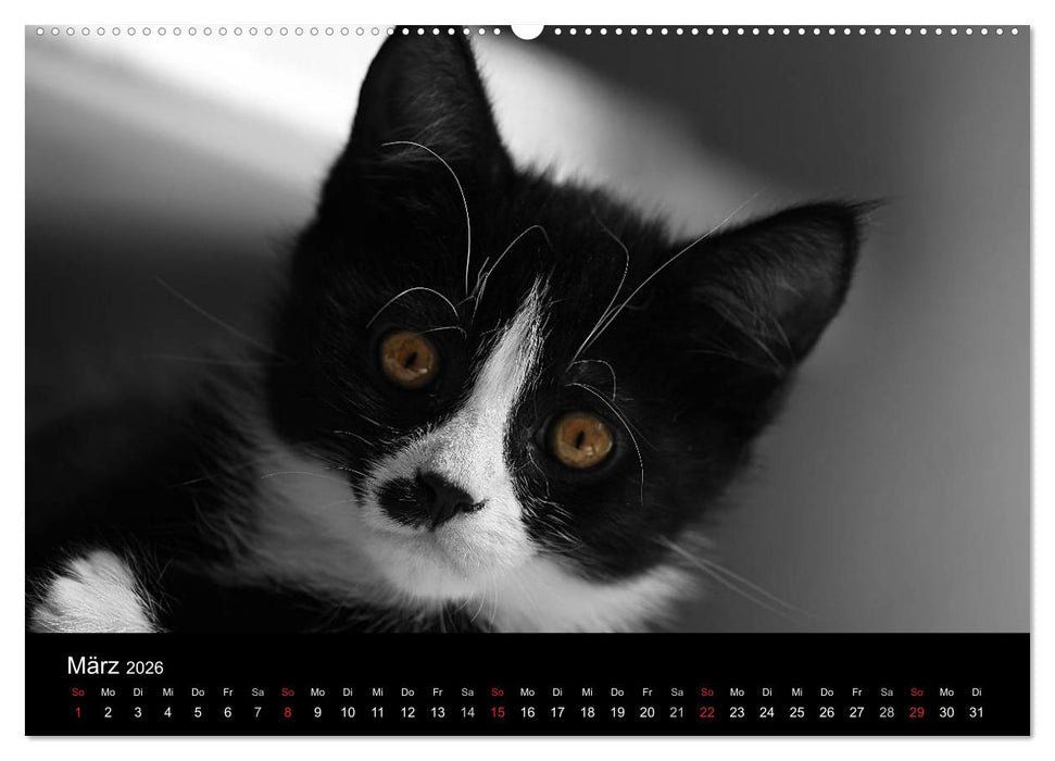 schwarz/weiß trifft farbe (CALVENDO Wandkalender 2026)
